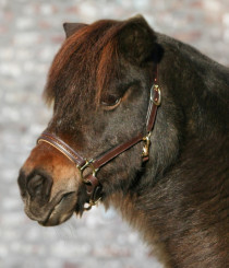 Waldhausen Star Lædergrime Diamond Brun/Guld