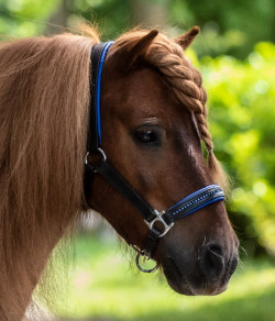 Waldhausen Star Lædergrime Diamond