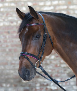 Star Trense Diamond